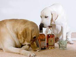 Alcohol Names For Dogs Detailed Guidelines Expert S Advice