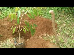 Kemudian spray dengan baja ezigrow. Menanam Durian Durian Plants Bikins