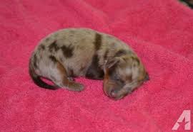 You'll be asked to meet the breeder at cincinnati/northern kentucky international airport or james m. Mini Dachshund Pets And Animals For Sale In Dayton Ohio Puppy And Kitten Classifieds Buy And Sell Kittens And Puppies Americanlisted Com