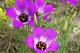 Image result for eustoma maurine