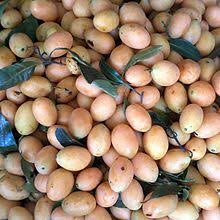 Anak pokok kundang anak pokok kundang 1 setengah tahun berbuah aromanya kuat dan khas daging buah yang legit dan manis lemak lemak. Bouea Macrophylla Wikiwand