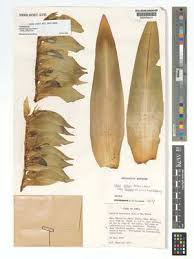 Image result for Napoleonaea septentrionalis