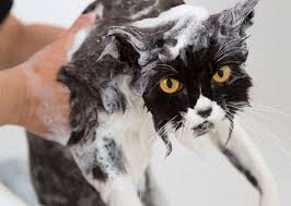 As a groomer, you'll inspect a kitty for parasites and any odd many cat owners don't realize that their pet actually has whiskers near the back of their legs and near their pads. 7 Most Common Cat Grooming Questions