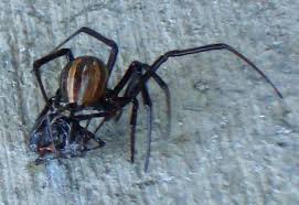 Male black widow spiders aren't looking for mates with great personalities or senses of humor. Black Widow Cannibalism And Potential Undocumented Bug Love What S That Bug
