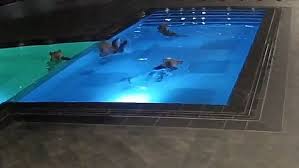 As the authorized caldera spas dealer serving your local market, we invite you to learn about the most trusted hot tub brand worldwide. Bear Faced Cheek Moment Giant Beast Wanders Into Spa To Take Dip In Pool Daily Mail Online