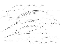 Printable colouring pages for kids. Narwhal Coloring Pages Best Coloring Pages For Kids Narwhal Coloring Page Coloring Pages For Kids Coloring Pages