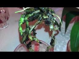 Suda Orkide Youtube Orkideler Bitki Cicek