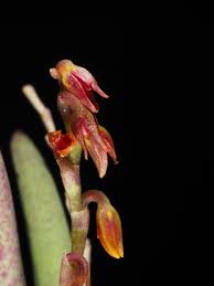 Image result for Polystachya macropoda