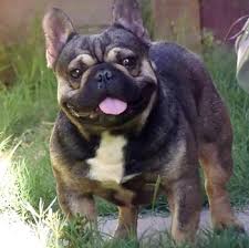 Blue tricolor meler, german import, dna atat dd bbee eem mm kyky. Blue Tri Or Blue And Tan French Bulldogs Take Over The Frenchie World Blue French Bulldog Puppies