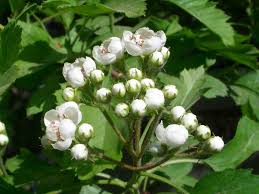That The Hawthorn Tree Was The Source Of Jesus S Crown Of Thorns Gave Rise To The Tradition Among The French Peasantr Hawthorn Tree Crown Of Thorns Jesus Crown