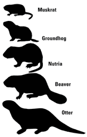 Chesapeake Bay Nutria Eradication Project Animal Silhouette Canadian Wildlife Animals Wild