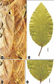 Image result for Ficus variifolia