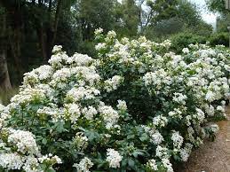 Jetzt choisya angebote durchstöbern & online kaufen. Pacific Horticulture A Coastal Garden