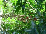 Image result for Melianthaceae