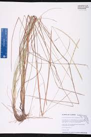 Image result for Elionurus tripsacoides