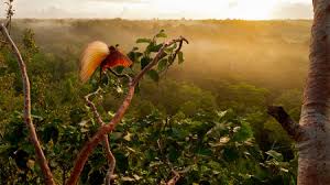 It shares a border with malaysia in the northern part of borneo and with papua new guinea in the centre of new guinea. Biologists Propose To Sequence The Dna Of All Life On Earth Science Aaas