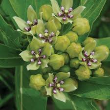Image result for Asclepias meliodora
