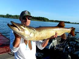 Hd wallpapers and background images. Decades Of Raw Muskie Creel Data In Illinois Picking The Brain Of Ray Thompson Chicago Sun Times