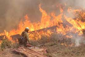 Once And For All Trees Do Not Explode Wildfire Today