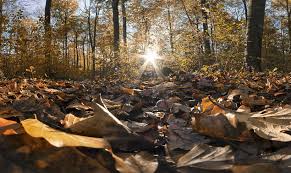 Check spelling or type a new query. 5 Reasons Why You Should Mow Your Leaves Instead Of Blowing Them