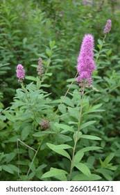 Image result for Spiraea billardii