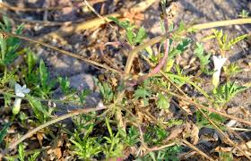 Image result for Ipomoea coptica