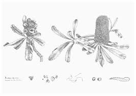 We provide the first description of the larval case. Identifying Australian Native Flora Homecamp Flower Tat Flower Drawing Lotus Flower Tattoo