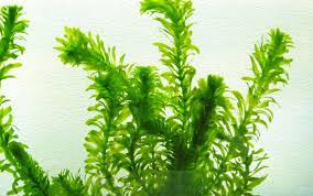 Anacharis Perfect Plants Aquatic Plants Aquascape