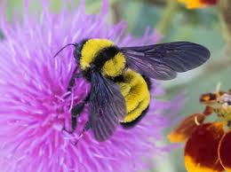 Image result for Bombus balteatus
