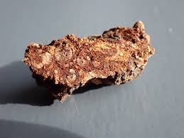 Image result for Rhizobium radiobacter, syn. Agrobacterium tumefaciens