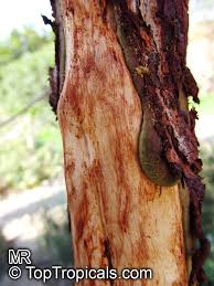 Image result for Commiphora mossambicensis