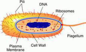 Draw well labelled diagram of prokaryotic cell. Prokaryotic Cell Parts Functions Diagram