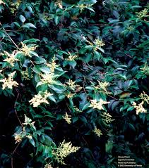 Image result for Ligustrum lucidum