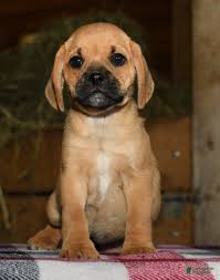 Jack Russell Beagle Feist Mix Size Labrador Mix Jack Russell Terrier Mix  Size Jack Russell Terrier