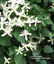 We did not find results for: Summer Blooming Clematis Horticulture And Home Pest News