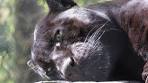 Artis Zoo Trip - (April 2017) - YouTube