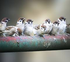 Tree Sparrows Birds Nature Wildlife Garden Sparrow Bird Birds Wildlife