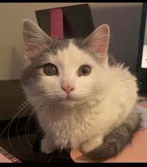 Foster home needed for happy Columbus cat