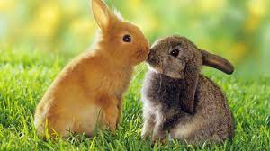 Verzameling door dominique van poppel. Hd Wallpapers Dieren Achtergronden