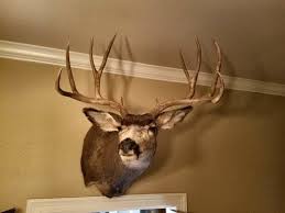 It is named for its ears, which are large like those of the mule. Mule Deer Taxidermy Mounts Hunt Talk