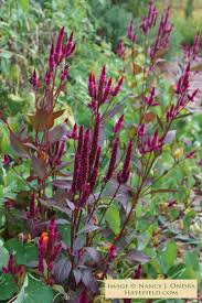 Celosia Spicata 39 Mega Punk 39 Spike Celosia Seeds Unusual Flowers Flower Spike Plant Combinations