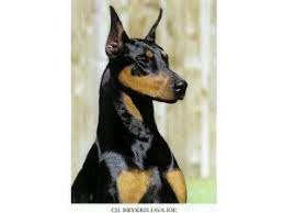 Carla loves kids and she a sweet dog. Doberman Pinscher Puppies In Florida