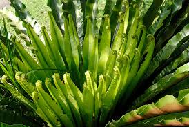 Japanese holly fern is an herbaceous evergreen fern with a shapely form and gracefully arching fronds. Birds Nest Fern How To Grow And Care For Asplenium Species Epic Gardening