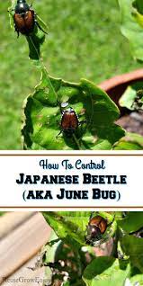 With Summer Comes The Japanese Beetle Aka June Bug If You Are Having Trouble With Them Decimating Your Plants Here Ar Japanese Beetles June Bug Bug Control