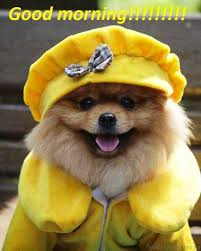Maybe you would like to learn more about one of these? Rika Blog Good Morning Images With Animals