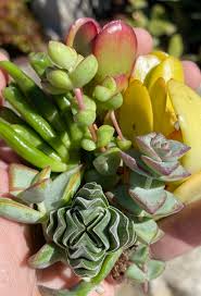 Image result for Crassula alticola
