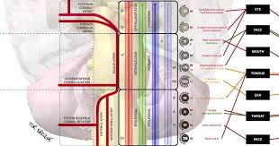 The Rule Of 4 Of The Brainstem Litfl Neurology