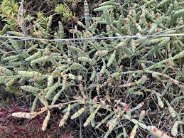 Image result for Halosarcia indica