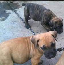 We can help there too! Brindle Black Boerberls Docked Tail Microchiped Ballito Boerboel Puppies Dog Breeders Gallery 105827