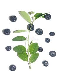 Image result for Phyllanthus reticulatus